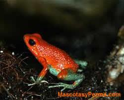 Mascotas Batracios Mascotas Batracios