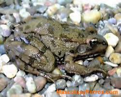 Mascotas Batracios Mascotas Batracios