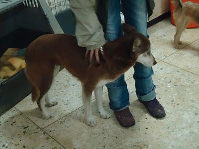 Husky roja en Jaén.