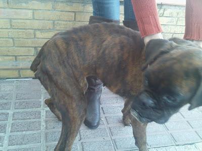URGENTISIMO!! AYUDA PARA ESTA BOXER ESQUELETICA Y ENFERMA MALTRATADA Y ABANDONADA. (SEVILLA) URGENTISIMO!! AYUDA PARA ESTA BOXER ESQUELETICA Y ENFERMA MALTRATADA Y ABANDONADA. (SEVILLA)