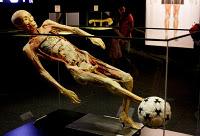 Exposición Human BODIES, conoce las entrañas de tu cuerpo.