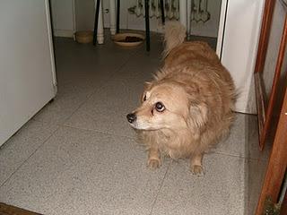 Los amigos mas fieles Los amigos mas fieles