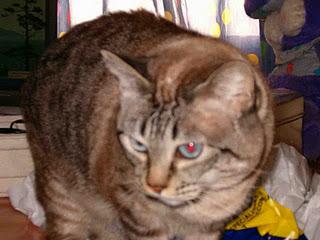 Los amigos mas fieles Los amigos mas fieles