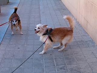 Los amigos mas fieles Los amigos mas fieles