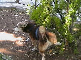 Los amigos mas fieles Los amigos mas fieles