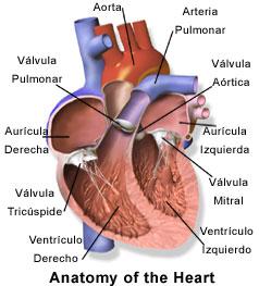 El Cor Pulmonale El Cor Pulmonale