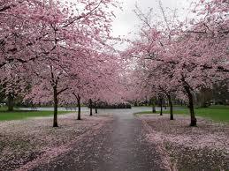 Repara y nutre: Flor de cerezo. Repara y nutre: Flor de cerezo.