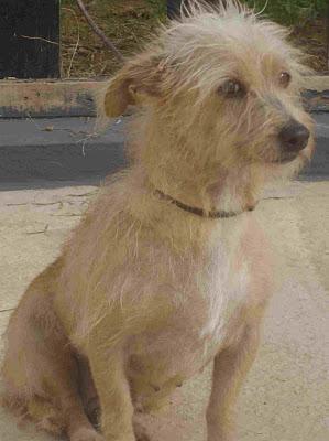 SISSI, perrita tamaño peque en la perrera. Valencia.