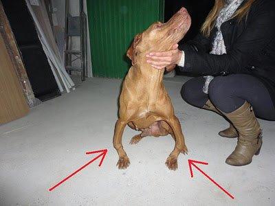¡Braco Húngaro con las patas destrozadas!! -Córdoba ¡Braco Húngaro con las patas destrozadas!! -Córdoba