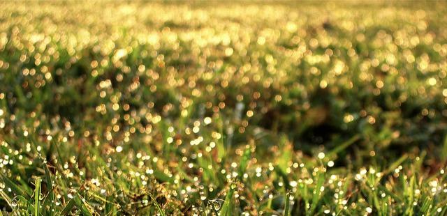 Hierba brillando al sol Error de navidad