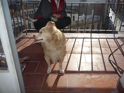 Encontrado en Málaga, zona Capuchinos. Machito sin chip, sociable pero muy asustado.