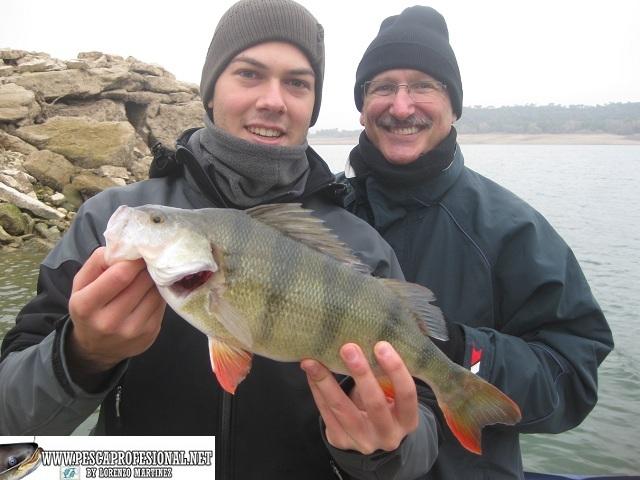 PERCA FLUVIATILIS LUCIOPERCAS Y PERCAS EN INVIERNO