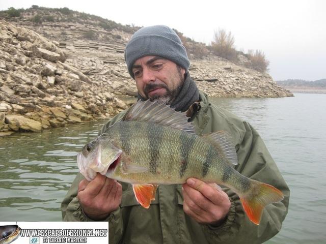 PERCA LUCIOPERCAS Y PERCAS EN INVIERNO