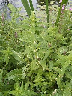 Menta de lobo