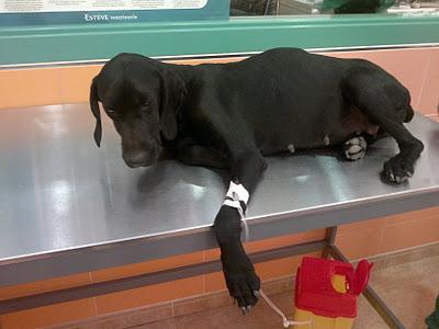 AYUDA DESESPERADA PARA ESTA PERRITA MOLLY. AYUDA DESESPERADA PARA ESTA PERRITA MOLLY.