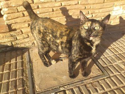 Agatha y Amaya, preciosas gatitas en peligro (Murcia)‏