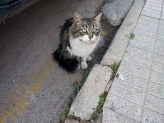 Agatha y Amaya, preciosas gatitas en peligro (Murcia)‏