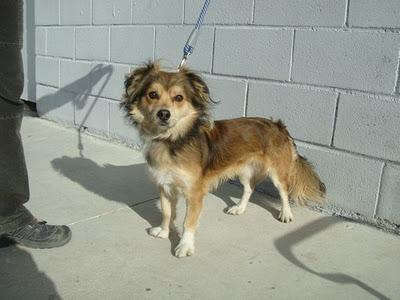 CHAVO - mestizo de spaniel tibetano de 2 años - Madrid - Urgente!!