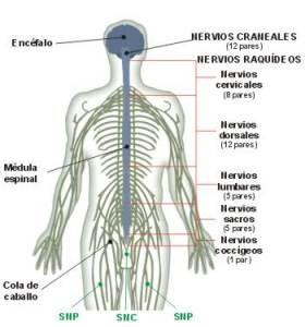 sistemanerviosocentralcatala2es Zombi: Una Aproximación Científica