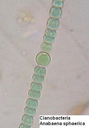 cianobacteria Zombi: Una Aproximación Científica