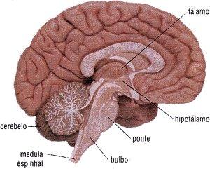 cerebelobg Zombi: Una Aproximación Científica