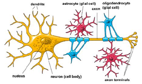 glia Zombi: Una Aproximación Científica