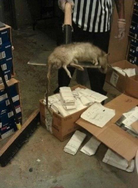 Rata de un metro encontrada en una tienda de Nueva York. Rata gigante en Nueva York