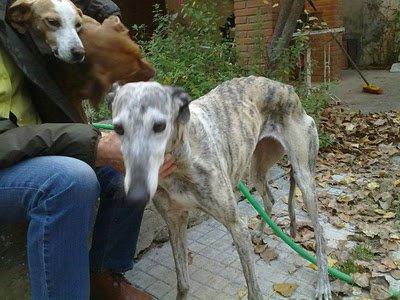 ALIS - galga de 6 añitos - Madrid - Urgente!!!