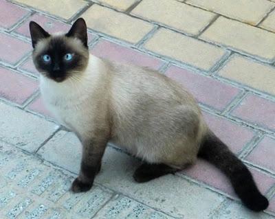Travis precioso gatito en la calle (Murcia) Travis precioso gatito en la calle (Murcia)
