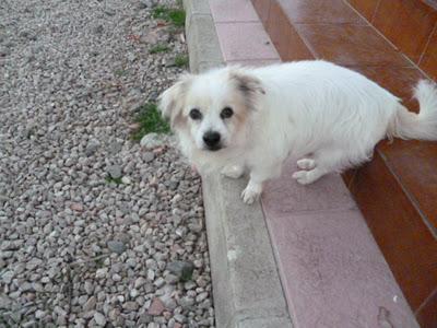 ALBACETE: YAYO, perrito mayor que necesita su último hogar.¡ AYUDA!