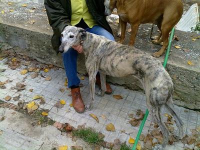 ALIS - galga de 6 añitos - Madrid - Urgente!!