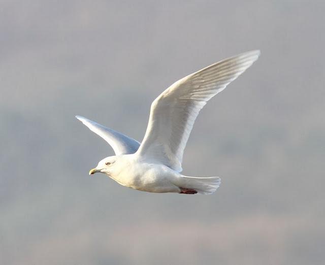 GAVIOTA POLAR O GROENLANDESA ADULTA-LARUS GLAUCOIDES GAVIOTA POLAR O GROENLANDESA ADULTA-LARUS GLAUCOIDES