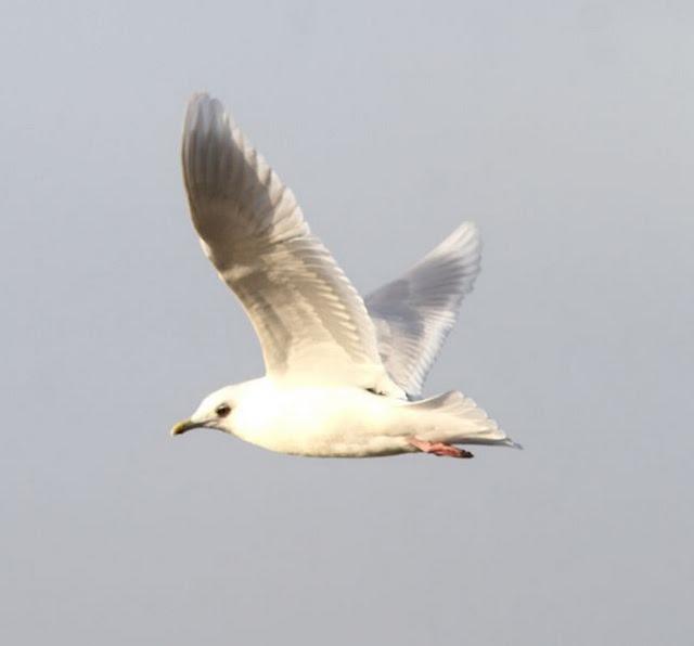 GAVIOTA POLAR O GROENLANDESA ADULTA-LARUS GLAUCOIDES GAVIOTA POLAR O GROENLANDESA ADULTA-LARUS GLAUCOIDES