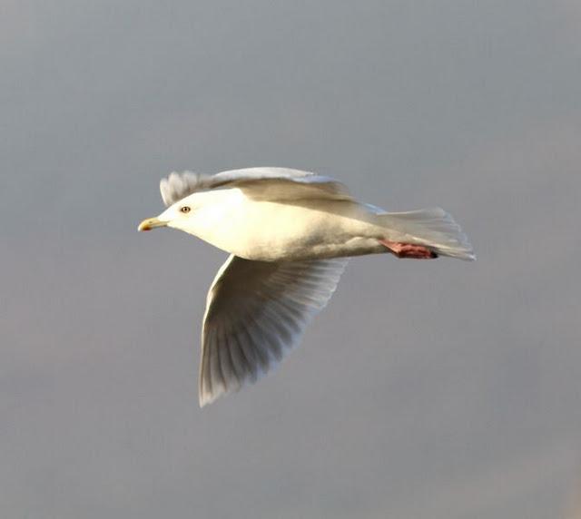GAVIOTA POLAR O GROENLANDESA ADULTA-LARUS GLAUCOIDES GAVIOTA POLAR O GROENLANDESA ADULTA-LARUS GLAUCOIDES