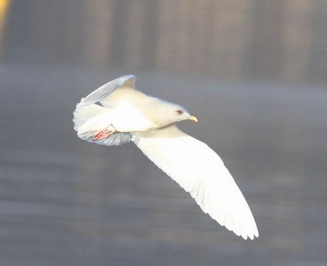 GAVIOTA POLAR O GROENLANDESA ADULTA-LARUS GLAUCOIDES GAVIOTA POLAR O GROENLANDESA ADULTA-LARUS GLAUCOIDES