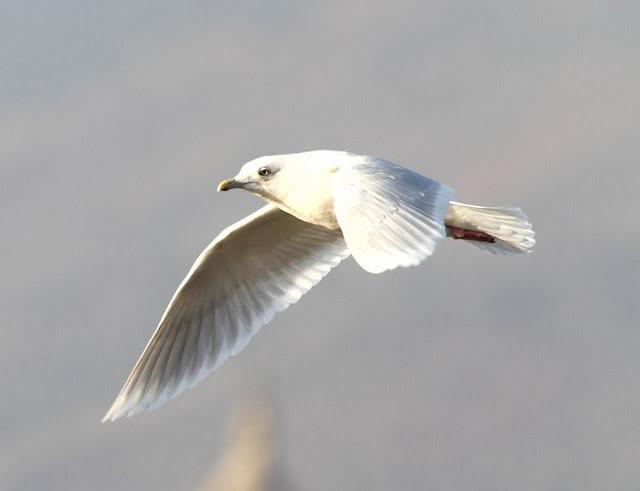 GAVIOTA POLAR O GROENLANDESA ADULTA-LARUS GLAUCOIDES GAVIOTA POLAR O GROENLANDESA ADULTA-LARUS GLAUCOIDES