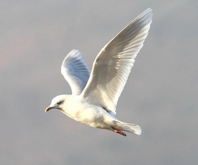 GAVIOTA POLAR O GROENLANDESA ADULTA-LARUS GLAUCOIDES GAVIOTA POLAR O GROENLANDESA ADULTA-LARUS GLAUCOIDES