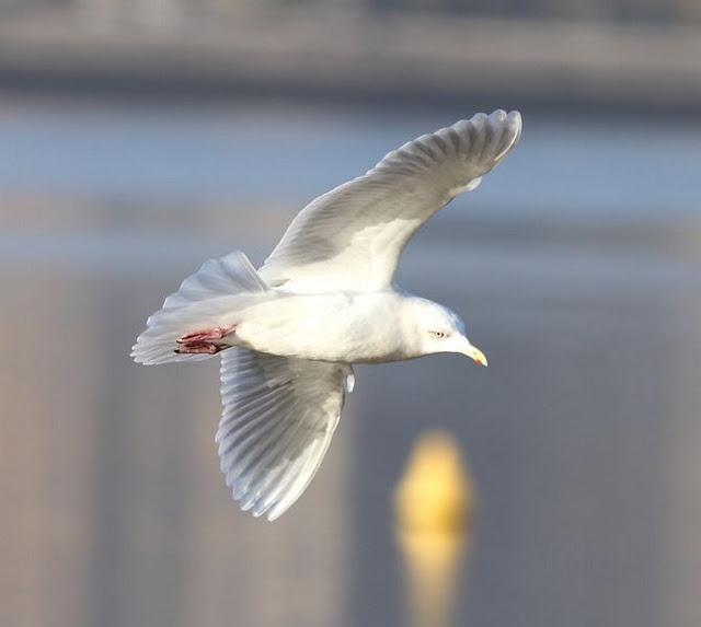GAVIOTA POLAR O GROENLANDESA ADULTA-LARUS GLAUCOIDES GAVIOTA POLAR O GROENLANDESA ADULTA-LARUS GLAUCOIDES