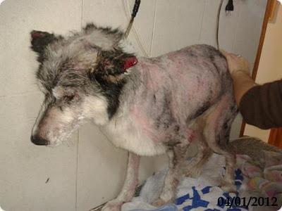 SUPLICAMOS ACOGIDA PARA HUSKY VAGVA - EN EL REFUGIO MORIRA SUPLICAMOS ACOGIDA PARA HUSKY VAGVA - EN EL REFUGIO MORIRA