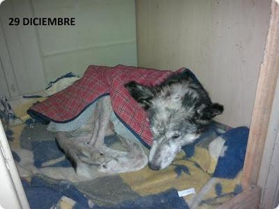 SUPLICAMOS ACOGIDA PARA HUSKY VAGVA - EN EL REFUGIO MORIRA SUPLICAMOS ACOGIDA PARA HUSKY VAGVA - EN EL REFUGIO MORIRA