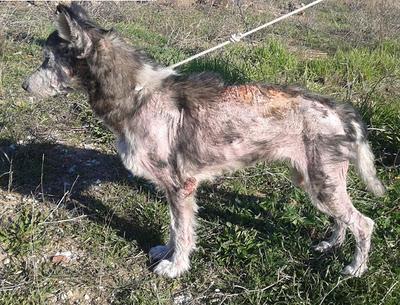 SUPLICAMOS ACOGIDA PARA HUSKY VAGVA - EN EL REFUGIO MORIRA SUPLICAMOS ACOGIDA PARA HUSKY VAGVA - EN EL REFUGIO MORIRA