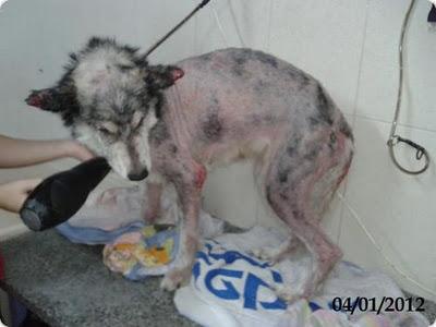 SUPLICAMOS ACOGIDA PARA HUSKY VAGVA - EN EL REFUGIO MORIRA SUPLICAMOS ACOGIDA PARA HUSKY VAGVA - EN EL REFUGIO MORIRA