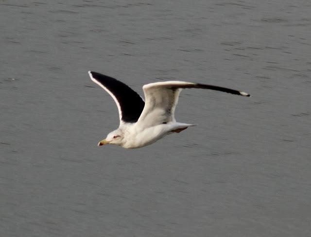 GAVIÓN ATLÁNTICO-LARUS MARINUS