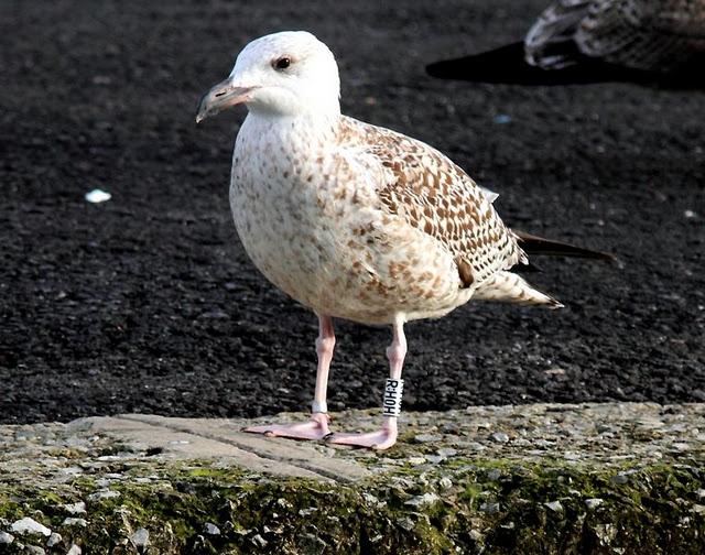 GAVIÓN ATLÁNTICO-LARUS MARINUS