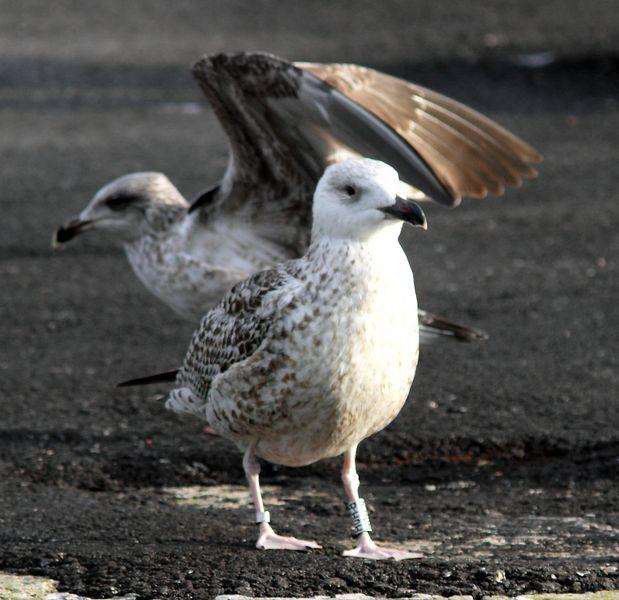 GAVIÓN ATLÁNTICO-LARUS MARINUS