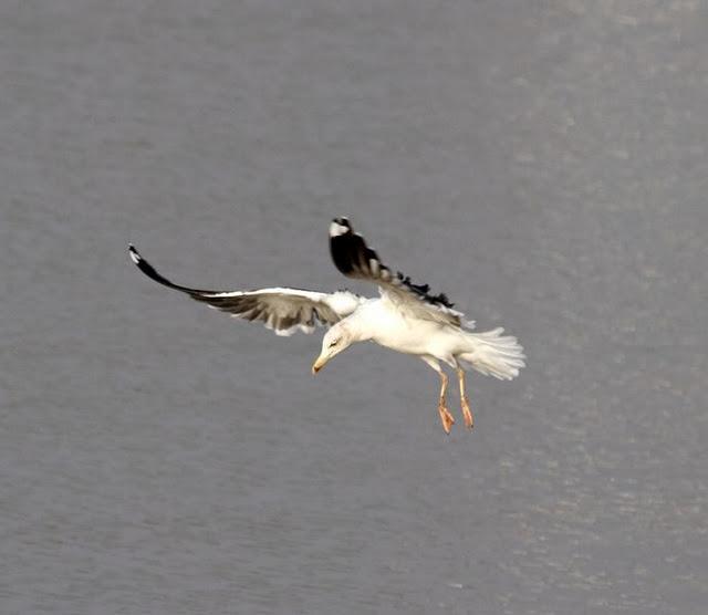 GAVIÓN ATLÁNTICO-LARUS MARINUS