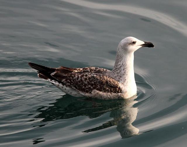 GAVIÓN ATLÁNTICO-LARUS MARINUS