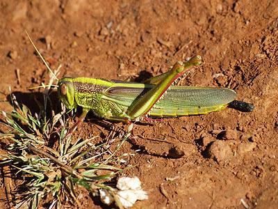 Las onduladas colinas de Mondulkiri - Camboya