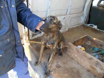 Aqua, cachorrita de galgo en la perrera. (Badajoz)