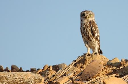 Control de especies, daños colaterales. Control de especies, daños colaterales.